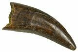 Serrated, Dromaeosaurid Theropod (Acheroraptor) Tooth - Wyoming #379837-1